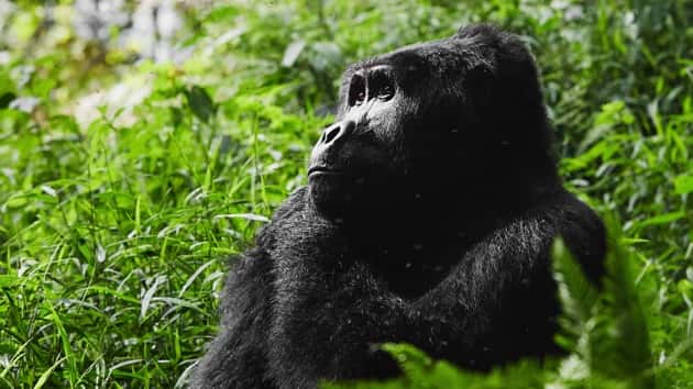 istock_021020_mountaingorilla