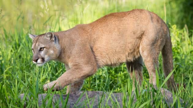 istock_21720_mountainlion