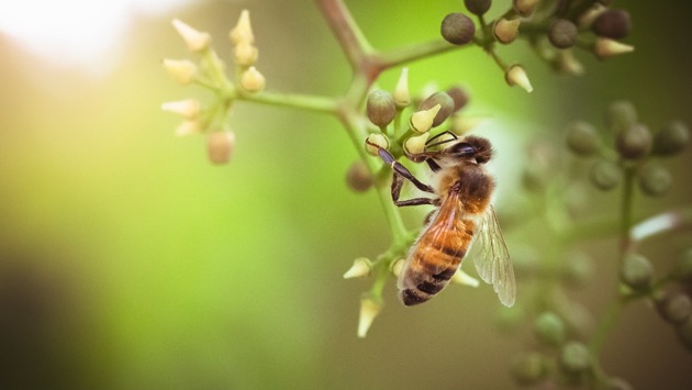 istock_021820_beesminnesota