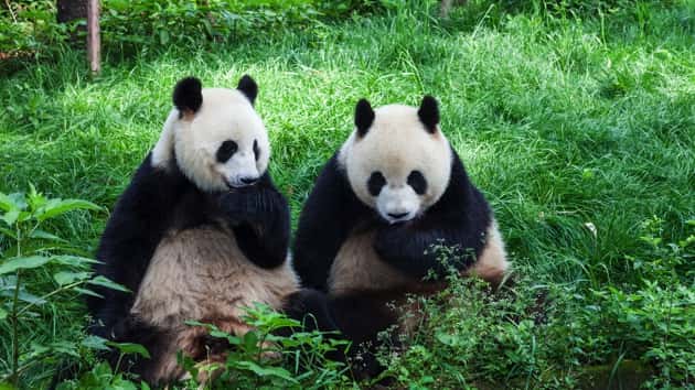 istock_040720_pandas