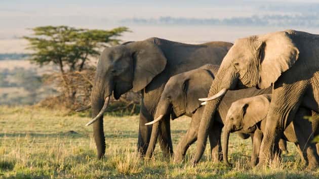 istock_41420_africaelephants