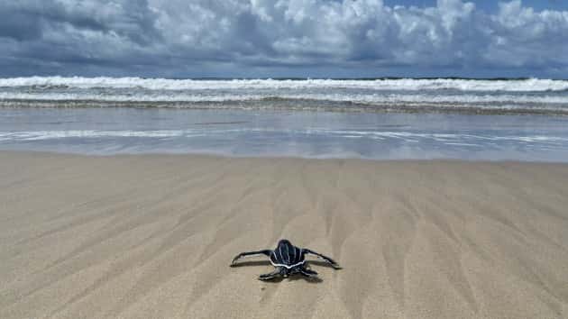 istock_42220_leatherbackhatchling