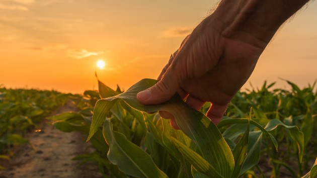 istock_5620_farmercrop