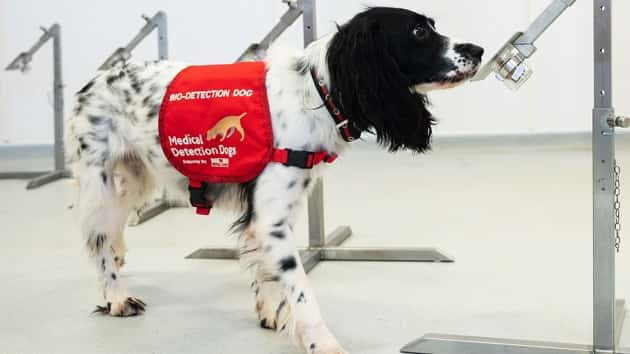 getty_051920_meddetectiondogs