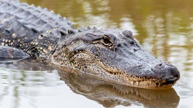 istock_52520_alligator