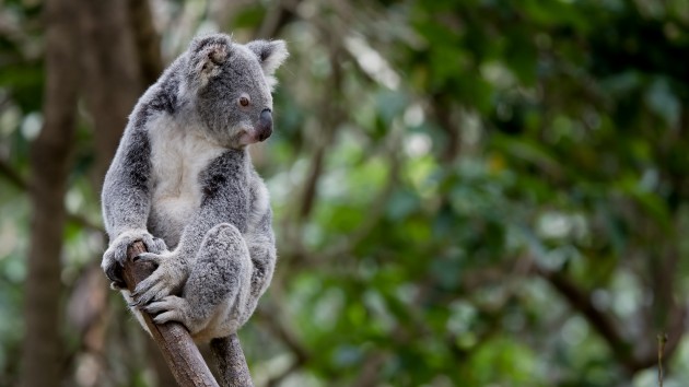 istock_52820_koalabear