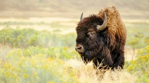 istock_63020_bison