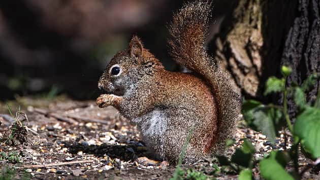istock_071420_squirellbubonicpla