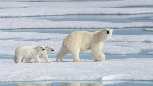 istock_72220_polarbears