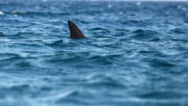 istock_72820_sharkfin