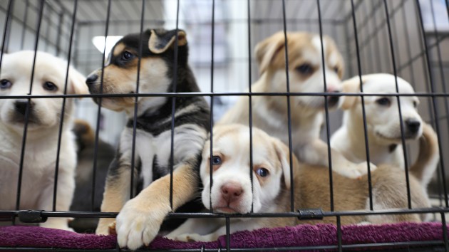 istock_9420_puppies