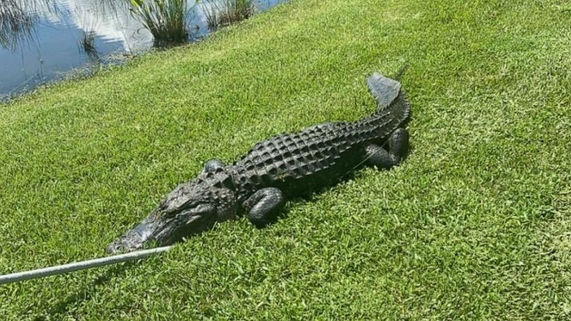 090920_usfwc_gator
