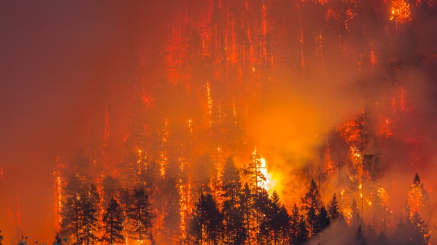istock_91120_orefirewoods