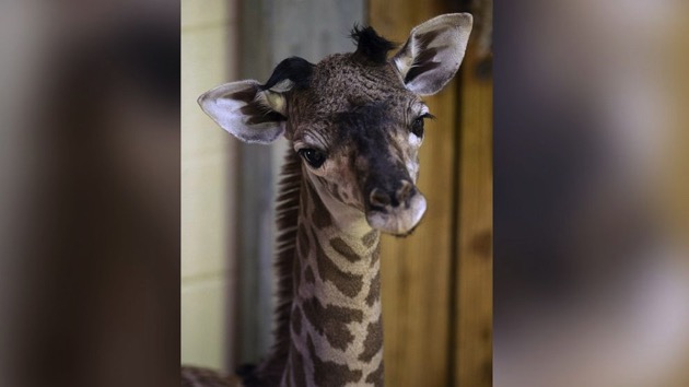 giraffe-ht-ml-200925_1601033294289_hpmain_v12x5_16x9_992