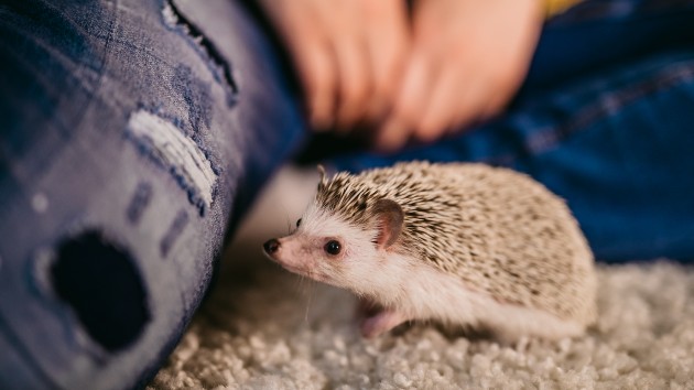 istock_10220_pethedgehog201