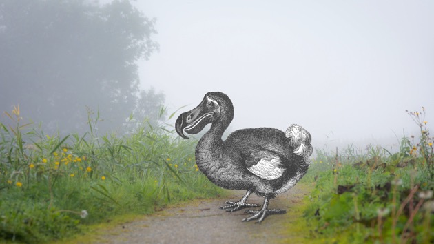 istock_102120_dodobirdextinction