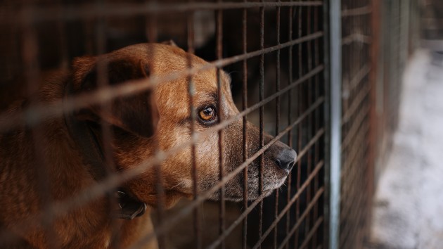 istock_102820_dogshelter