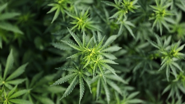 istock_110420_marijuanapasses