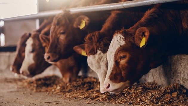 istock_11620_cattleeating