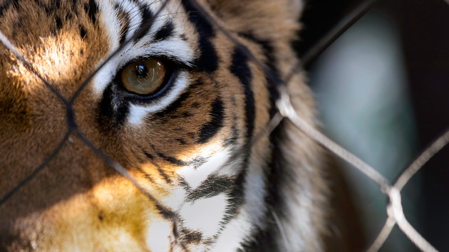 istock_12420_tigerfence