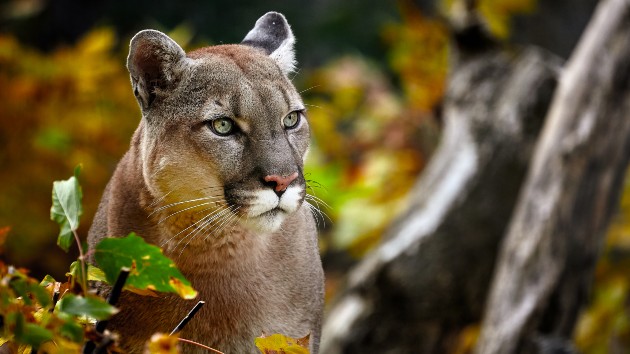 istock_12720_mountainlion