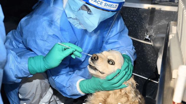 seoul-dog4-ht-ml-210210_1612961160284_hpmain_16x9_992