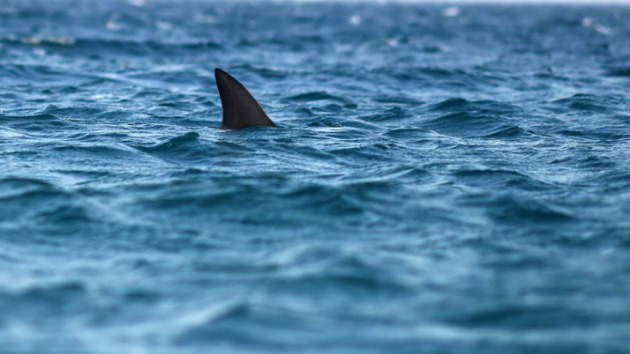 istock_shark_021021