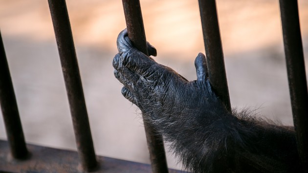 istock_21821_primatecage