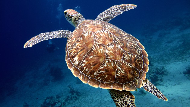 istock_21921_seaturtle
