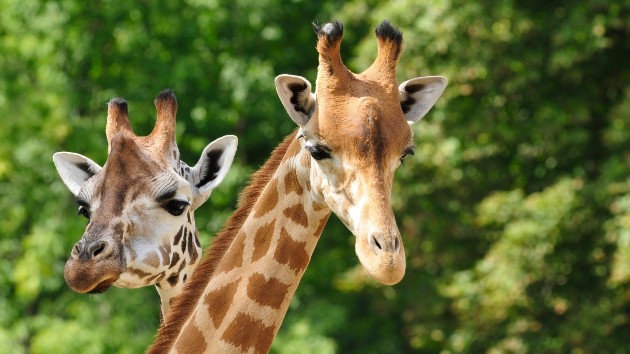 istock_22321_giraffes