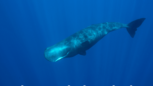 istock_31721_spermwhale