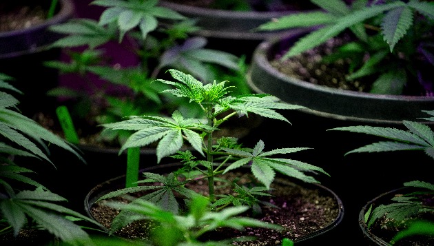 istock_033121_nymarijuanalegal