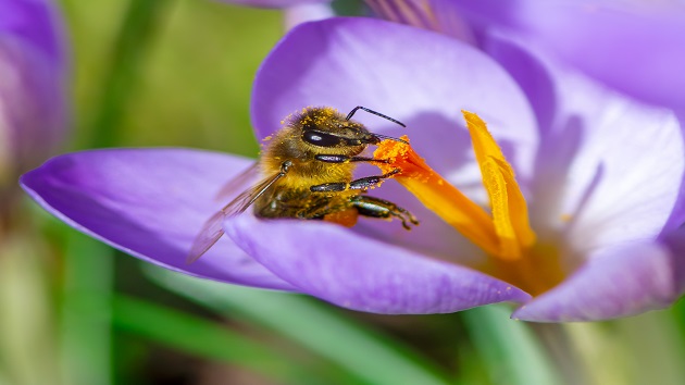 istock_040321_bees