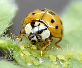 asianladybeetle794162