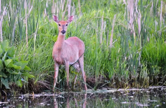 deer-768x504176319-1