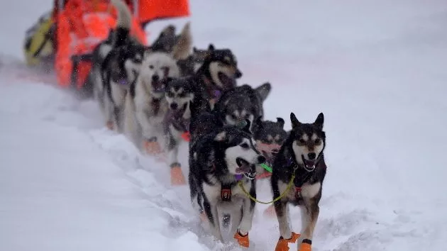 getty_iditarod_0228259532