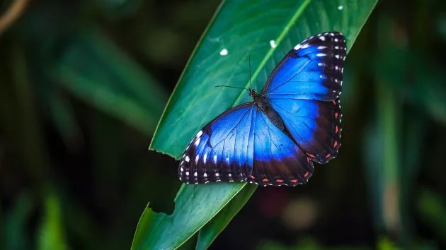 gettystock_butterfly113586