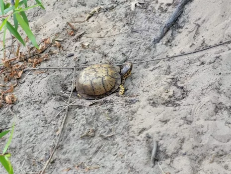 turtle-safe-768x576284464-1