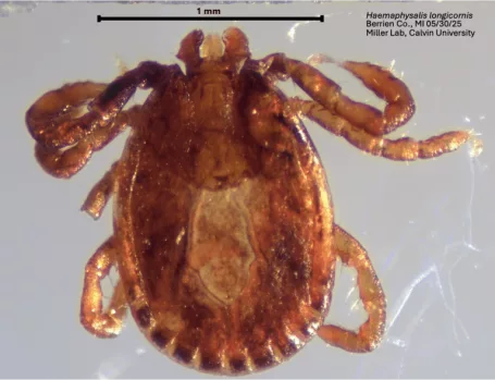 asian-longhorn-tick-1-768x589393868-1