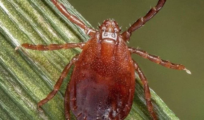 asian-longhorned-tick228566