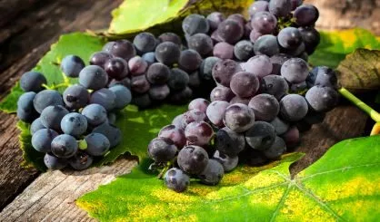grapes-safe12550