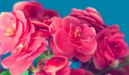 flowers-safe679484