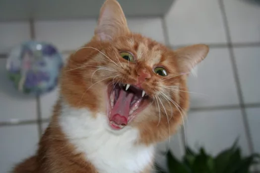cat-safe-231212-768x51274339-1