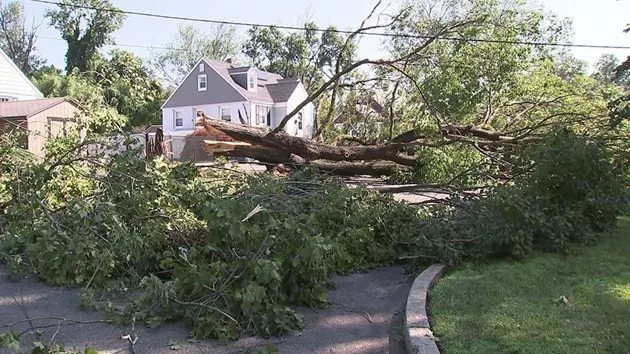 tree-down-nj-ht-jt-250704_1751636997747_hpmain_16x9610255
