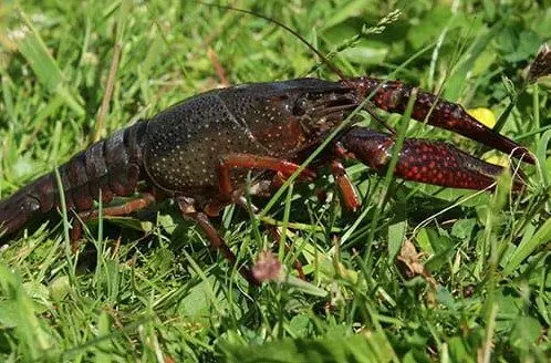 red-swamp-crayfish-2634526