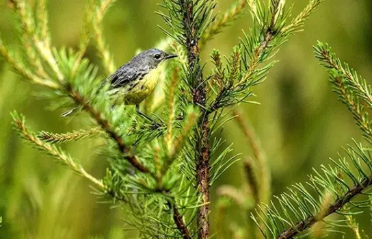 kirtland-warbler712922