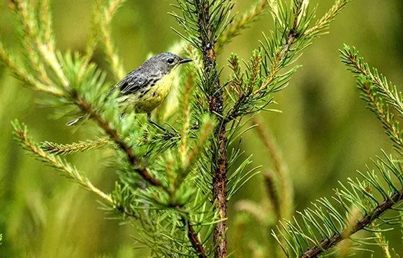 kirtland-warbler712922
