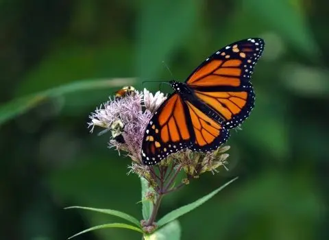 monarch39574