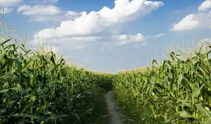 corn-safe499466