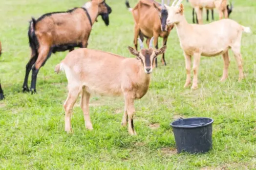 goats-safe-23-768x512805333-1